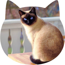 Load image into Gallery viewer, AcryliThins™ Cat Acrylic Prints - 1/8&quot; Thin Stickable Photo Tiles
